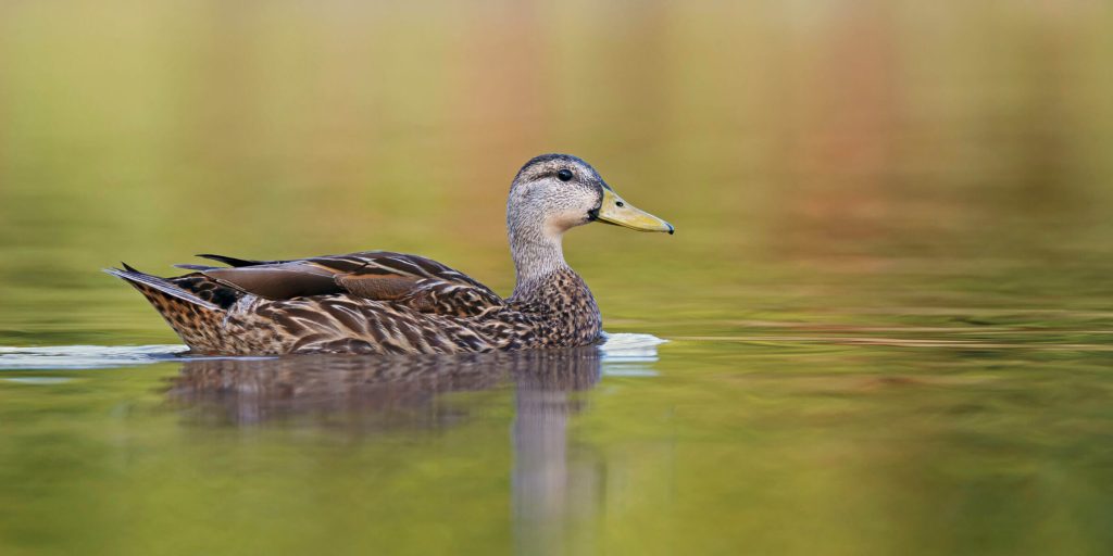 MottledDuck scaled fotor 20260215114620 2