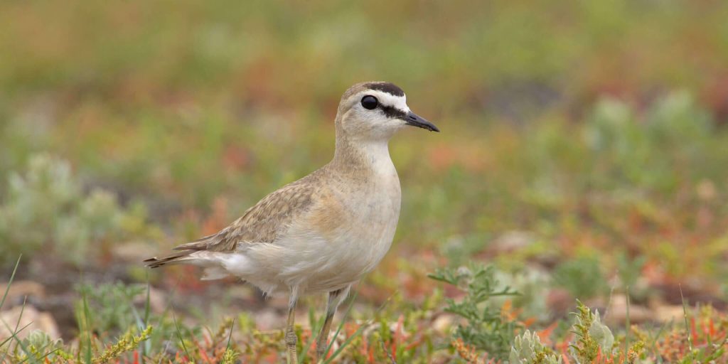 MountainPlover scaled fotor 20260215134621 2