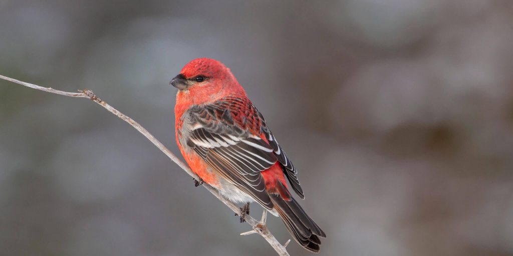 PineGrosbeak scaled fotor 20260215144540 2