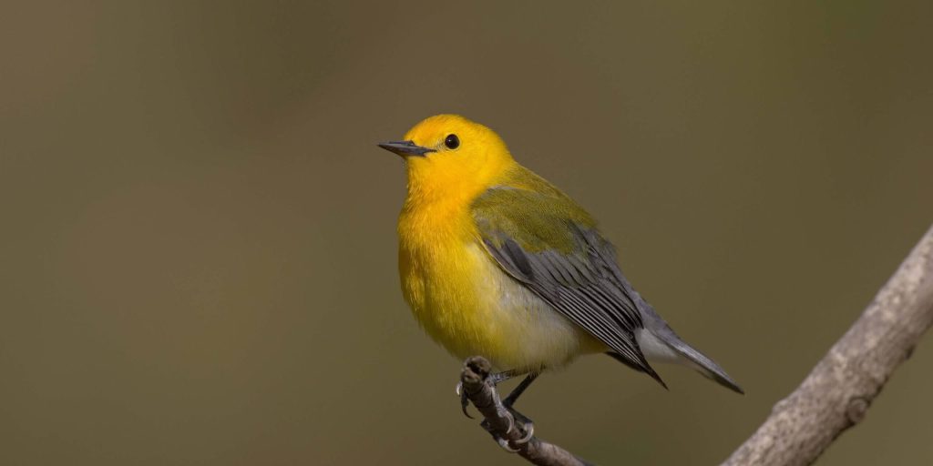 ProthonotaryWarbler scaled fotor 20260215103029 2 e1771176718931