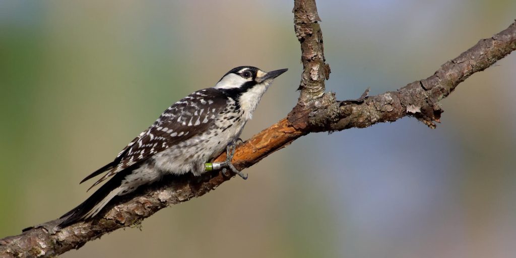 Red cockadedWodpecker scaled fotor 2026021593230 2