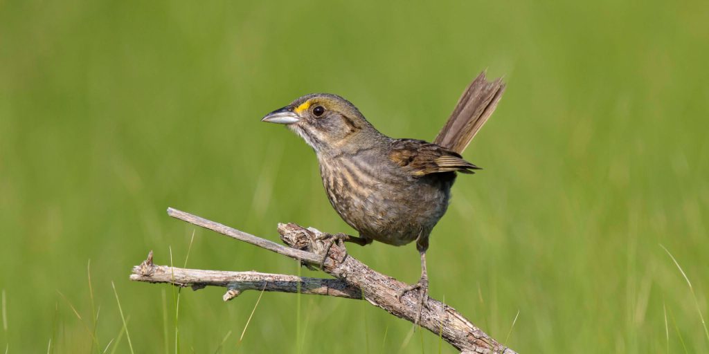 SeasideSparrow scaled fotor 202602159543 2 e1771174508892