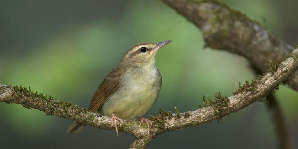 SwainsonsWarbler scaled fotor 20260215104636 2