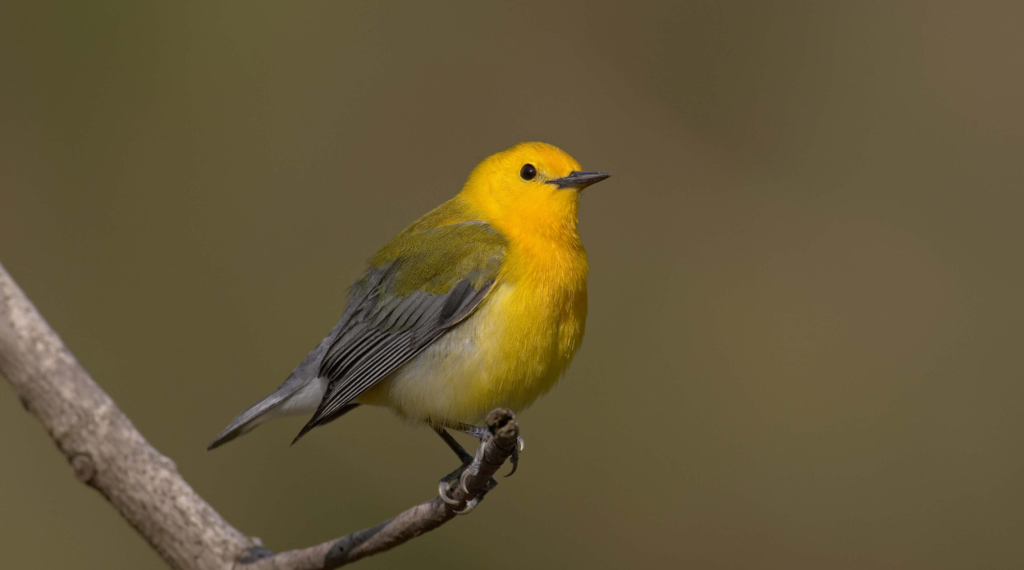 prothonotary warbler hero resized