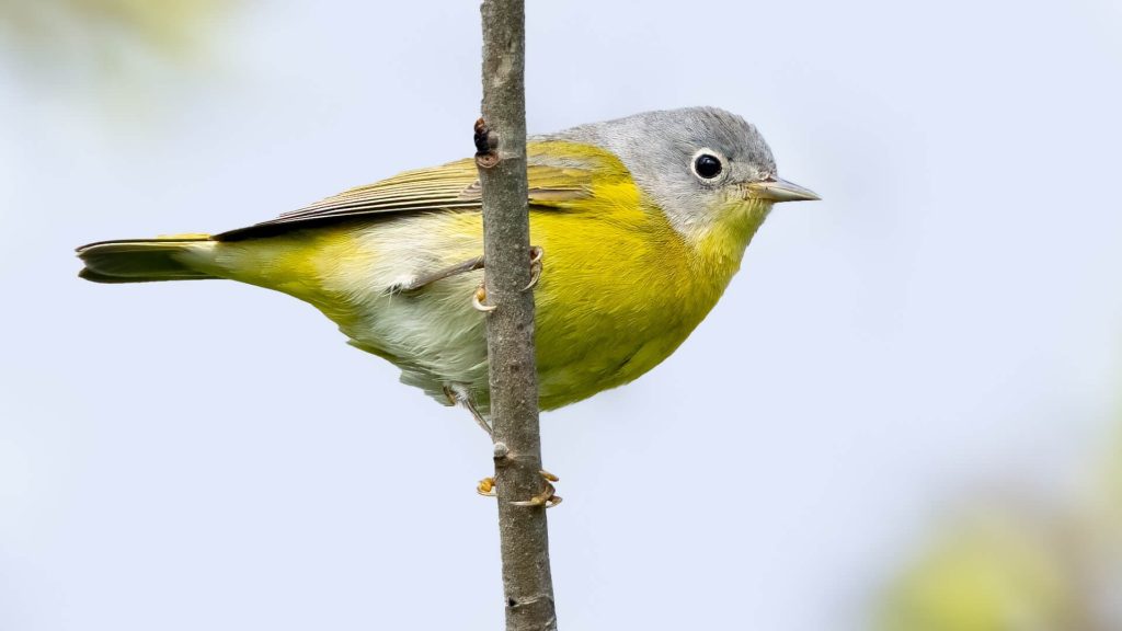Nashville Warbler Brad Imhoff 2