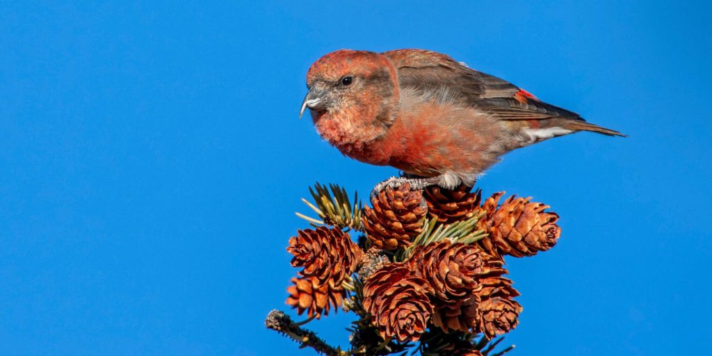RedCrossbill scaled fotor 2026021674759 2 e1771253357534
