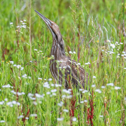 American Bittern © Shailesh Pinto