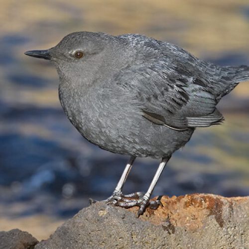 American-Dipper-2