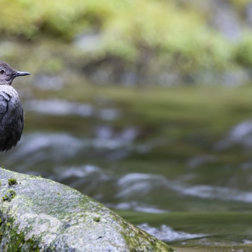 American Dipper © Brad Imhoff