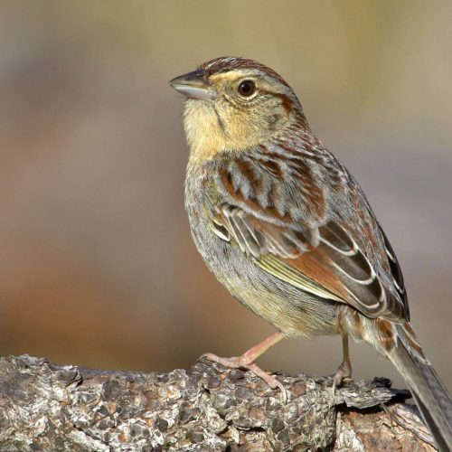 Bachman's Sparrow © Robert Royse