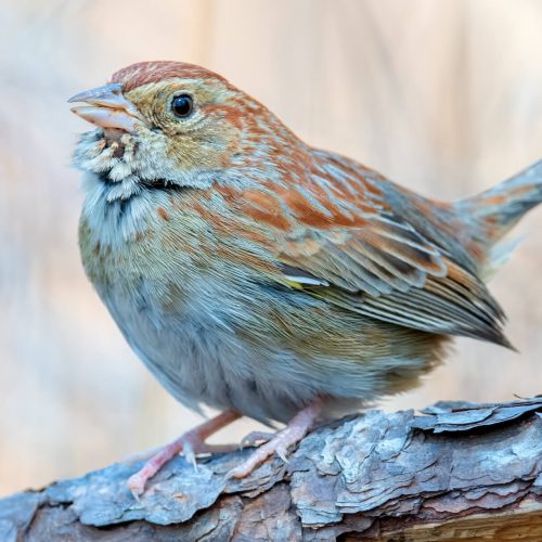 Bachman's Sparrow © Shailesh Pinto