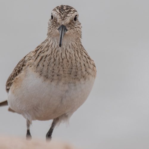 Baird_s Sandpiper © Jack Parlapiano