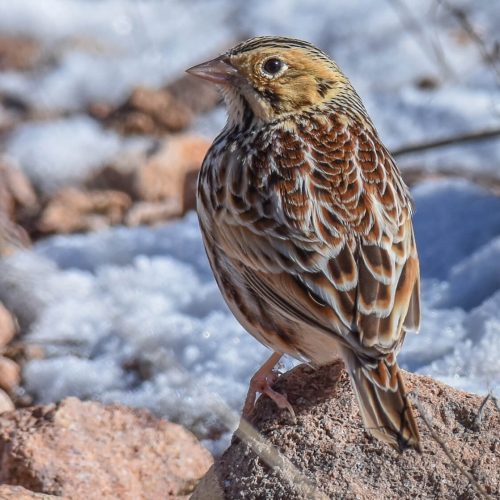 Baird_s Sparrow © Jack Parlapiano