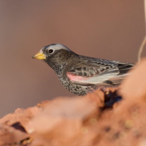 Black-Rosy-Finch-e1731777974987-1024x576