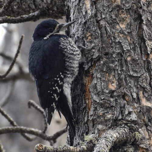 Black-backed Woodpecker © David Tønnessen
