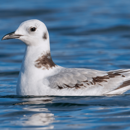Black-legged Kittiwake © Shailesh Pinto