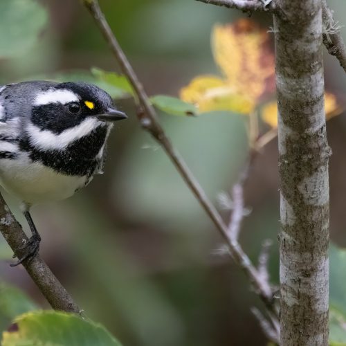 Black-throated Gray Warbler HERO © Liam Hutcheson
