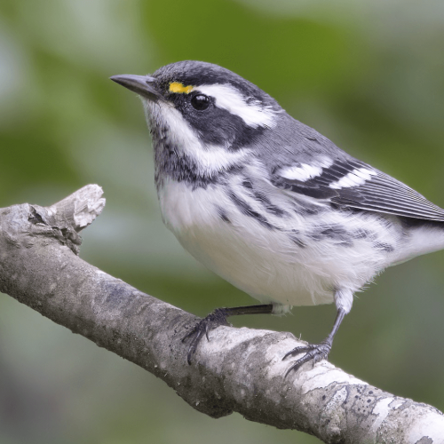 Black-throated Gray Warbler © Liam Hutcheson
