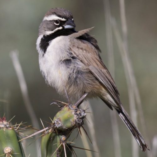 Black throated Sparrow 1024x576 1