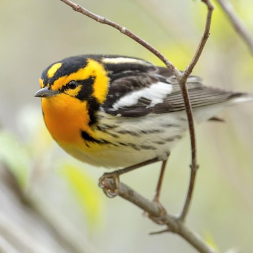Blackburnian Warbler © Shailesh Pinto