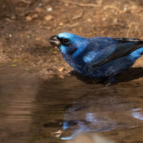 Blue Bunting Hero © Ryan Rodriguez