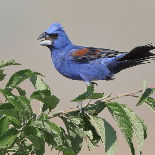 Blue Grosbeak © Matt Misewicz