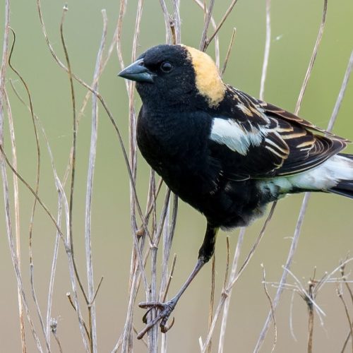 Bobolink © Shailesh Pinto