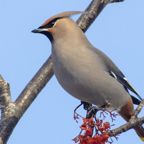 Bohemian Waxwing © Bryan Calk