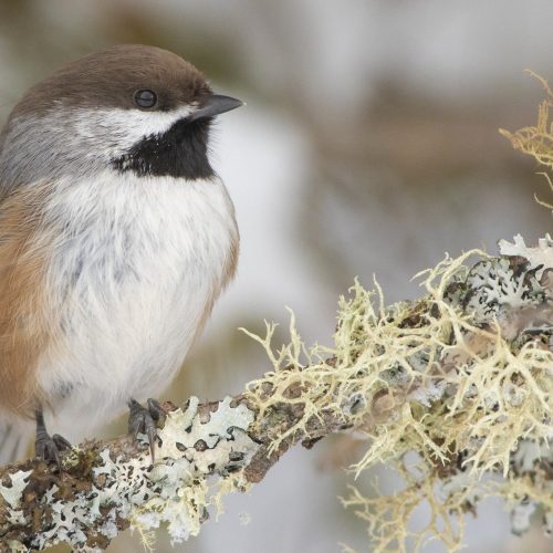 Boreal Chickadee © Bryan Calk