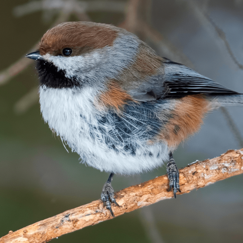 Boreal Chickadee © Shailesh Pinto