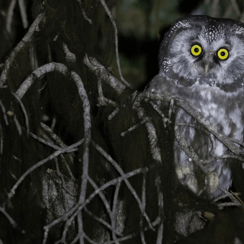 Boreal Owl © Liam Hutcheson