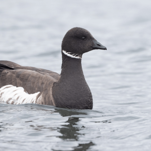 Brant © Liam Hutcheson