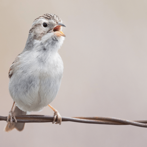 Brewer_s Sparrow © Liam Hutcheson