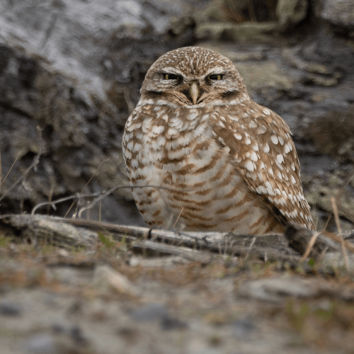 Burrowing Owl © Liam Hutcheson