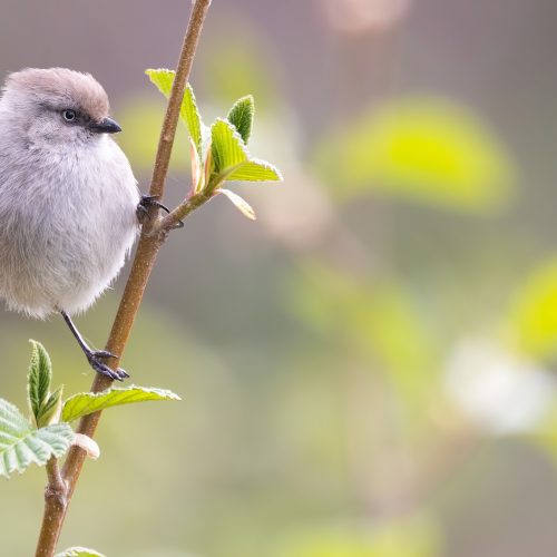 Bushtit © Liam Hutcheson