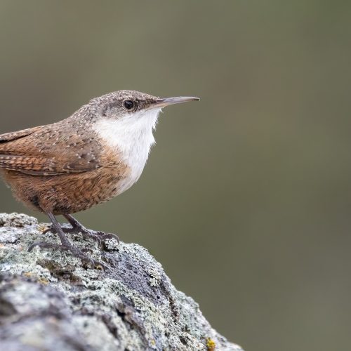 Canyon Wren © Liam Hutcheson