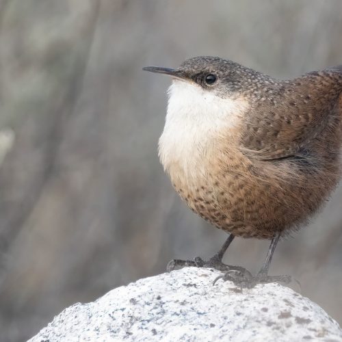 Canyon Wren © Liam Hutcheson