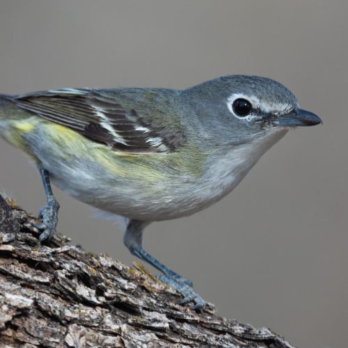 Cassin_s Vireo © Jim Merritt