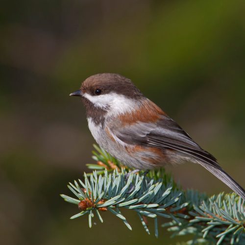 Chestnut-backedChickadee-scaled