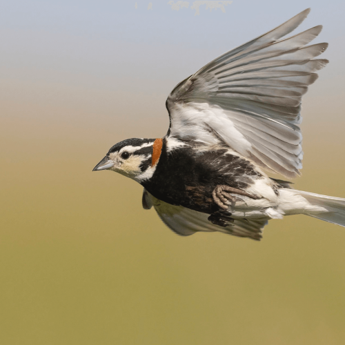 Chestnut-collared Longspur © Matt Misewicz