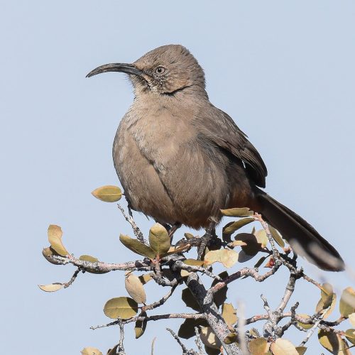 Crissal Thrasher © Jack Parlapiano