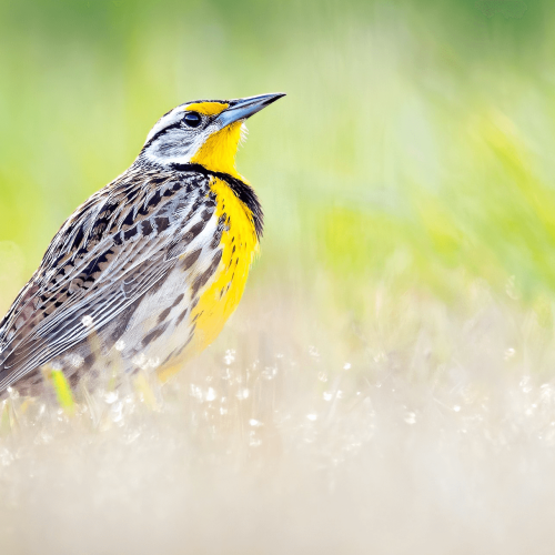 Eastern Meadowlark © Brad Imhoff