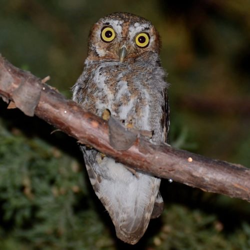 Elf Owl © Caleb Strand
