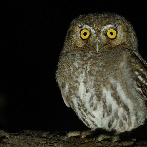 Elf Owl © Levi Plummer
