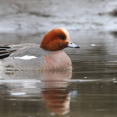 Eurasian Wigeon © Liam Hutcheston