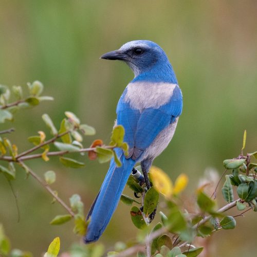 Florida Scrub-Jay © Kyle Matera