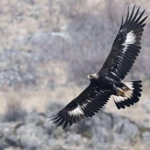 Golden Eagle © Liam Hutcheson