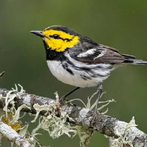 Golden-cheeked Warbler © Bryan Calk