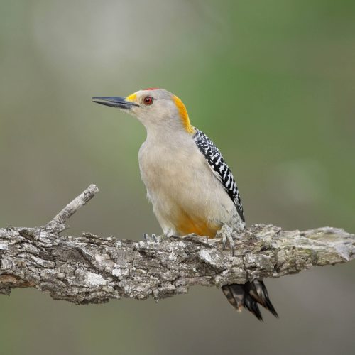 Golden-fronted Woodpecker Hero © Robert Royse