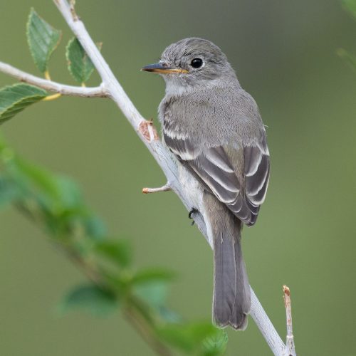 Gray Flycatcher © Jack Parlapiano